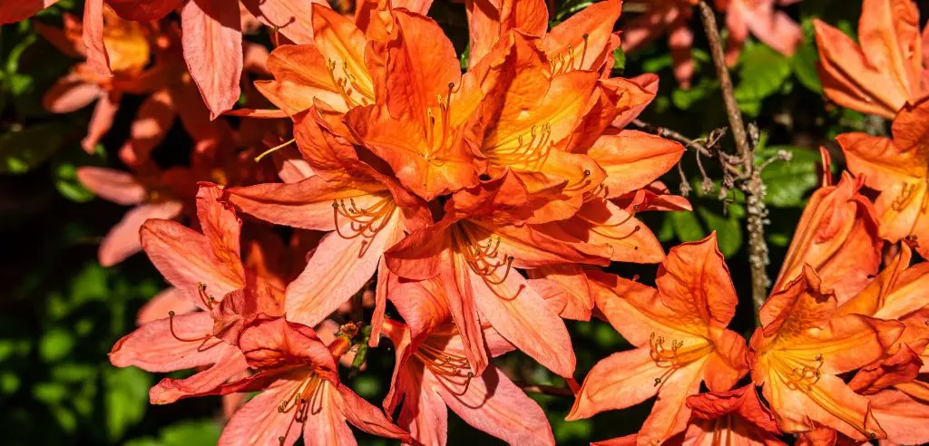 botanischer garten bayreuth